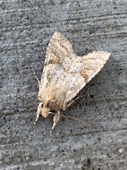 Lithophane bethunei