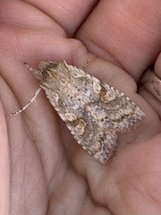 Lithophane bethunei
