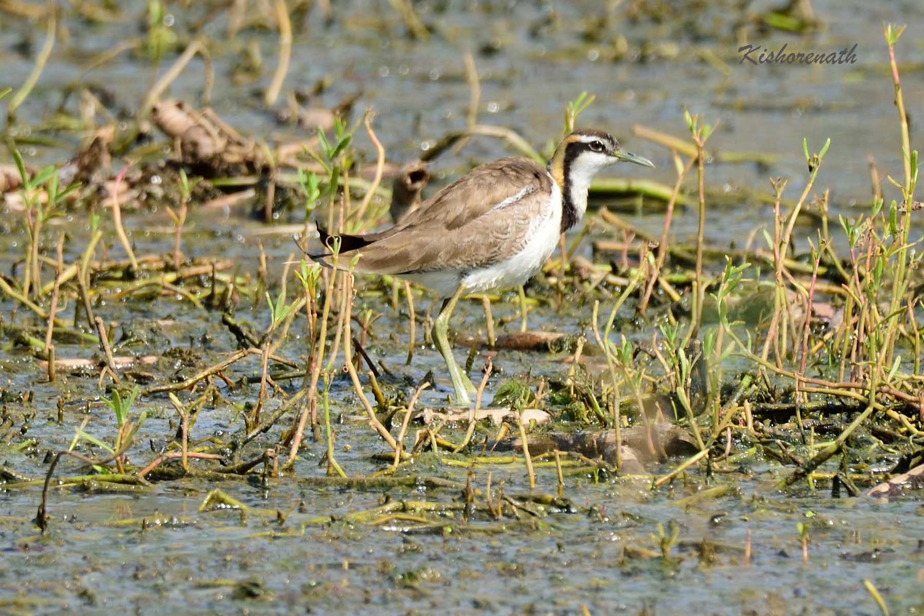 Pheasant-tailed Jacana
