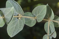 Congea tomentosa