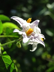 Solanum pilcomayense