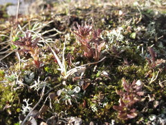 Pedicularis lapponica