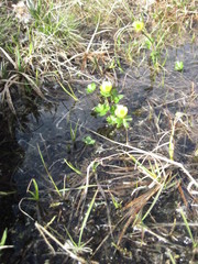 Ranunculus nivalis