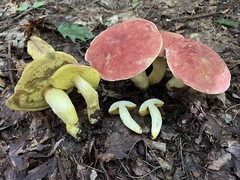 Boletus miniato-olivaceus