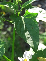 Solanum pilcomayense