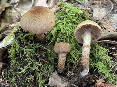 Cortinarius pholideus