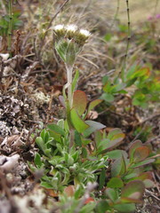 Antennaria alpina