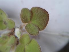Oxalis algoensis