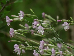 Silene italica