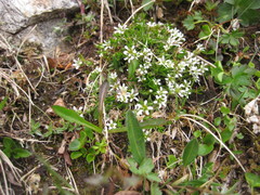 Cherleria biflora