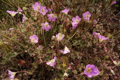Geranium amatolicum