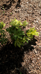 Fatsia japonica