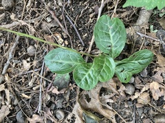 Pyrola americana