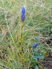 Gentianopsis ciliata