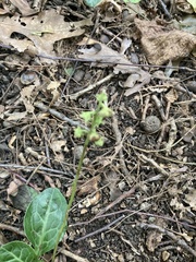 Pyrola americana