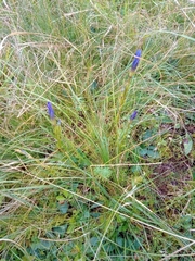 Gentianopsis ciliata