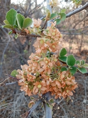 Dombeya rotundifolia