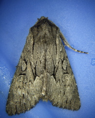 Fishia yosemitae