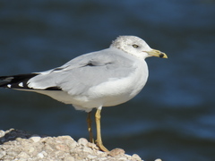 Larus delawarensis