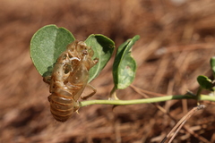 Capparis sicula