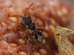 Scolopostethus decoratus