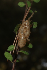 Cicada cretensis