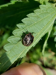 Nezara viridula
