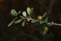 Rhamnus
