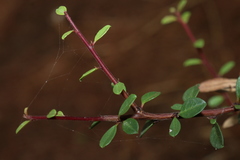 Rhamnus