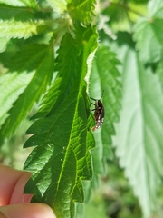 Nezara viridula