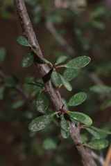 Rhamnus