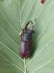 Lucanus cervus