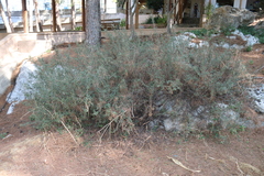 Rhamnus