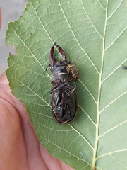 Lucanus cervus