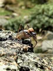 Lluciapomaresius stalii