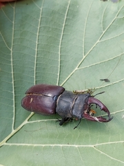 Lucanus cervus