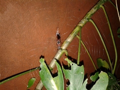 Micrathena swainsoni