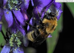 Bombus koreanus