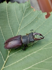 Lucanus cervus
