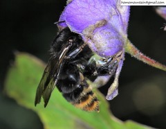 Bombus koreanus