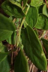 Capparis orientalis