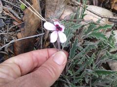 Pelargonium tricolor