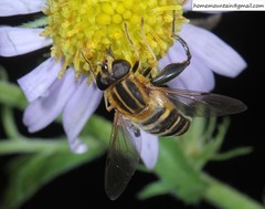 Helophilus eristaloidea