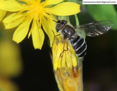 Betasyrphus serarius