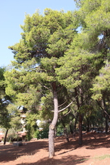 Pinus halepensis