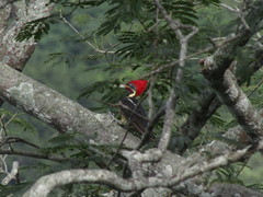 Dryocopus lineatus