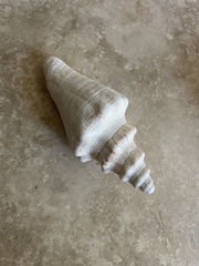 Macrostrombus costatus