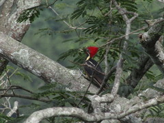 Dryocopus lineatus