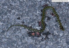 Euprepiophis mandarinus