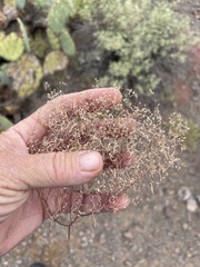 Euphorbia gracillima